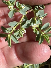 Euphorbia mesembryanthemifolia