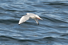 Chroicocephalus philadelphia