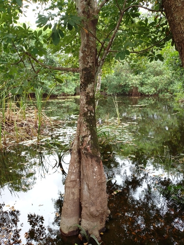 Pachira aquatica
