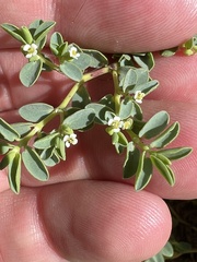 Euphorbia mesembryanthemifolia