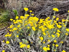 Helichrysum dasyanthum