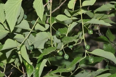 Celtis reticulata