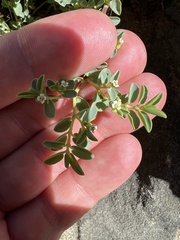 Euphorbia mesembryanthemifolia