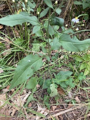 Symphyotrichum urophyllum