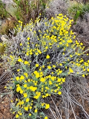 Helichrysum dasyanthum