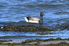 Branta bernicla