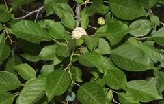 Celtis reticulata
