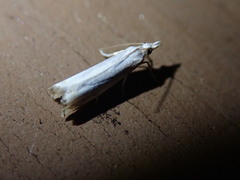 Crambus