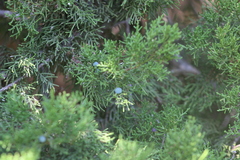 Juniperus ashei