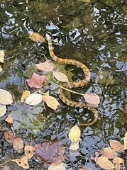 Nerodia sipedon pleuralis