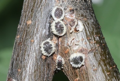 Eriococcus spurius
