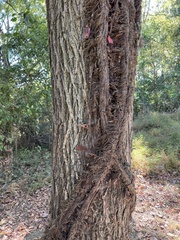 Toxicodendron radicans