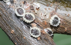 Eriococcus spurius