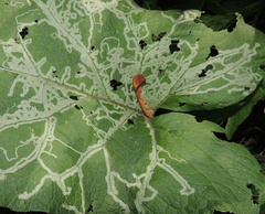 Phytomyza lappae