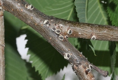 Eriococcus spurius