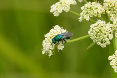 Chrysidinae
