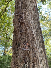 Toxicodendron radicans