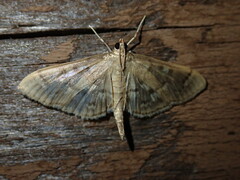 Herpetogramma aeglealis