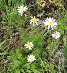 Tripleurospermum inodorum