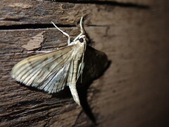 Herpetogramma aeglealis