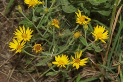Heterotheca villosa