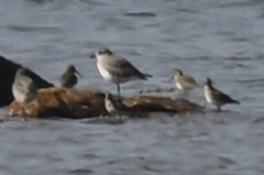 Calidris alpina