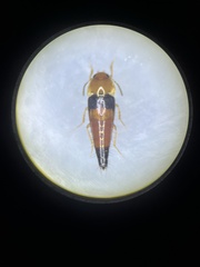 Tachyporus obtusus