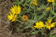 Heterotheca villosa