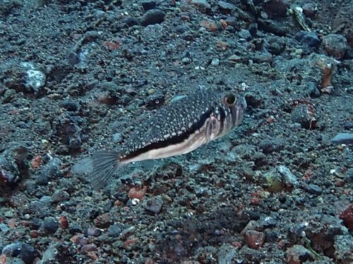 Cheek-barred toadfish (Torquigener hypselogeneion) — Tetraodontidae — 2