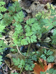 Torilis arvensis