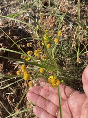 Tetraneuris linearifolia