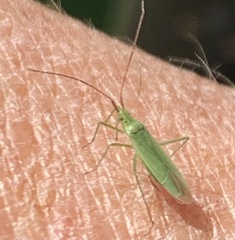 Trigonotylus caelestialium