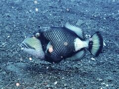 Balistoides viridescens