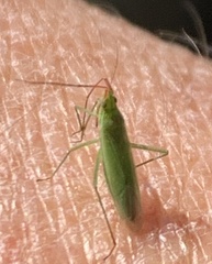 Trigonotylus caelestialium