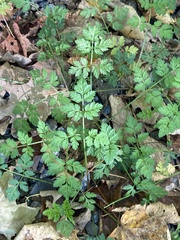 Torilis arvensis