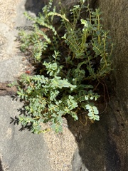 Euphorbia mesembryanthemifolia