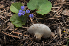 Dissingia leucomelaena