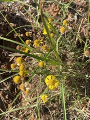 Tetraneuris linearifolia