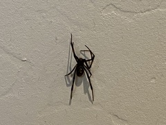 Latrodectus hesperus