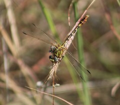 Erpetogomphus designatus