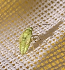 Taylorilygus apicalis