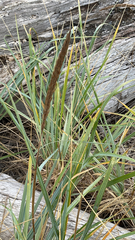 Leymus mollis