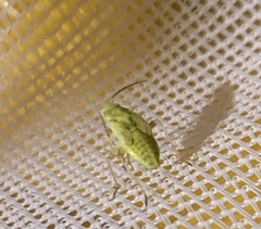 Taylorilygus apicalis