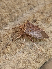 Alcaeorrhynchus grandis