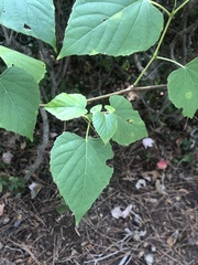 Ampelopsis cordata