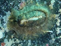 Tugali parmophoidea
