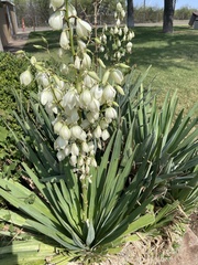 Yucca constricta