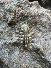 Chiton squamosus
