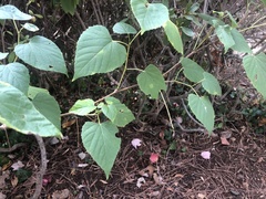 Ampelopsis cordata