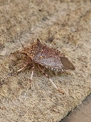 Alcaeorrhynchus grandis